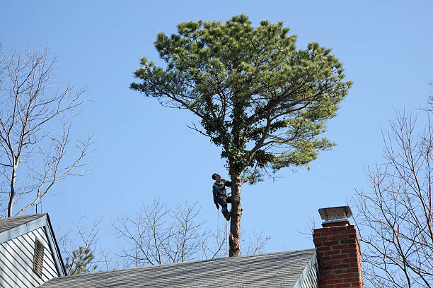 Best Tree Risk Assessment  in Mvell, AR